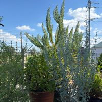 エニシダ,オリーブ,クチナシ,ティーツリー,サルココッカの画像