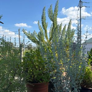 エニシダ,オリーブ,クチナシ,ティーツリー,サルココッカの画像