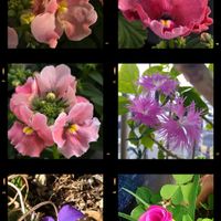 オキザリス,スミレ,ネメシア,カワラナデシコ,ベランダガーデンの画像