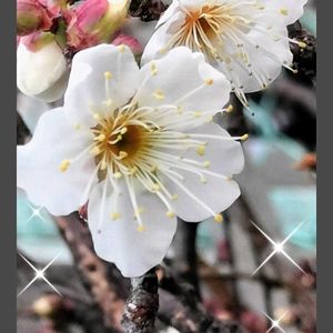 ウメ,オオイヌノフグリ,チオノドクサ,桜吹雪,パキフィツム属の画像