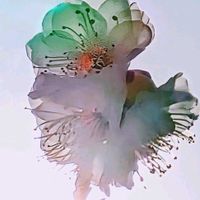 ウメ,サクラ,サザンカ,ヒヤシンス,ジャカランダの画像