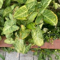 シンゴニウムの画像