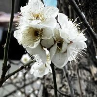 ウメ,ウメ,シバザクラ,シバザクラ,オトメツバキの画像