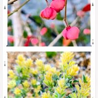 アネモネ,マユミ,ローダンセマム,ロータスブリムストーン,アラカシの画像