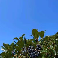 シャリンバイ,ジンチョウゲ,繋がりに感謝✨,❄️冬にまけるな❄️,スカッ晴れの画像