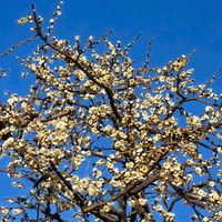 花のある暮らし,多肉女子,再投稿です♥,たまには散歩しようね,今日のお花の梅が青空に映えますねの画像