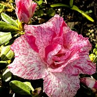 アザレア,アザレア,クリスマスローズ,クリスマスローズ,水菜の画像