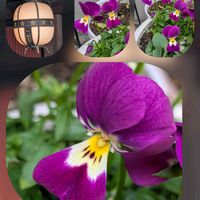 ハーデンベルギア,ビオラ,ビオラ,ビオラ,ビオラの画像