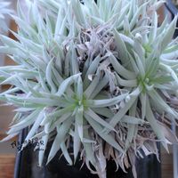 ダドレア,タニラー,ダドレア属,その他部屋の画像