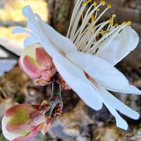 ウメ,ウメ,お花遊び,春の訪れを告げる,満開の花びらの画像