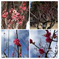 ウメ,ナズナ,ムスカリ,玉翁,鹿児島紅梅の画像