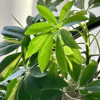 シェフレラ,カポック,カポック,挿し木,癒しの画像