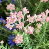 ライスフラワー,ライスフラワー,お買い物,花展示場,HCカンセキ本店の画像