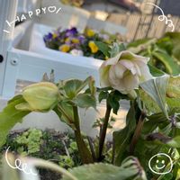 クリスマスローズ,スナップエンドウ,プランター栽培,お花大好き♡,復興祈願の画像