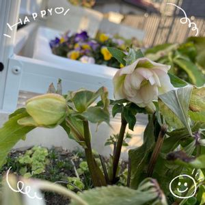 クリスマスローズ,スナップエンドウ,プランター栽培,お花大好き♡,復興祈願の画像