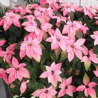 ポインセチア,ポインセチア,ポインセチア,ポインセチア,鉢植えの画像