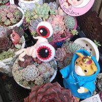 オーロラ,乙女心,ピーチ姫,エケべリア ピンククリスタルローズ,名なしの挿し木のバラの画像