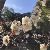 ウメ,ポピー,ミモザ,河津桜,ナバナの画像
