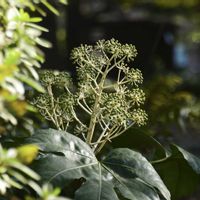 ヤツデ,自然観察,散策,日本固有種の画像