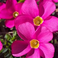 オキザリス,オキザリス,カタバミ,オオキバナカタバミ,草本の画像