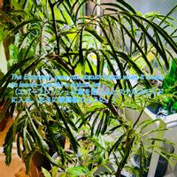 エバーフレッシュ,森林浴,熱帯植物,癒しの空間,寒さに負けるなの画像