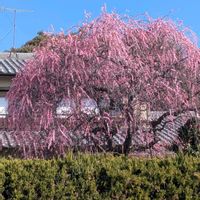 しだれ梅の画像