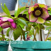 クリスマスローズ,クリスマスローズ チェリーシフォン,放置栽培,ミヨシのクリスマスローズ,ずぼらガーデナーの画像