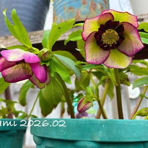 クリスマスローズ,クリスマスローズ チェリーシフォン,放置栽培,ミヨシのクリスマスローズ,ずぼらガーデナーの画像