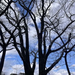 ハナノキ,牧野植物園,季節を楽しむ,胸キュン,木曜日は木の画像