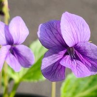 スミレ,ナンテン,リュウキュウコスミレ,お買い物,山野草の画像