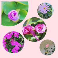 オキザリス,バラ,ブラキカム,シレネピンクパンサー,お出かけ先にての画像