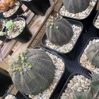 オベサ,多肉植物,ユーフォルビア,まんまる,ユーフォルビア ・オベサの画像