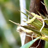黒竹,黒竹の花,竹林,浜松フラワーパーク,林縁の画像