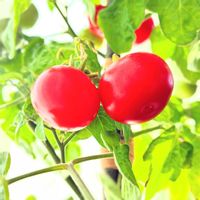 ミニトマト,実のなる植物,花のある暮らし,緑のある暮らし,リビング・ダイニングの画像