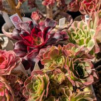 アエオニウム,植中毒,信楽狸倶楽部の画像