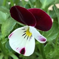 癒し,ビオラ・パンジー,#ガーデニング,エクステリアの画像