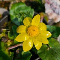 イオノプシジウム,ヒメリュウキンカ,ミツマタ,火祭り,ヘーベの画像