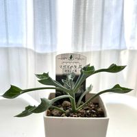 マサイの矢尻,多肉植物,セネシオ属,メネデール,窓辺の画像