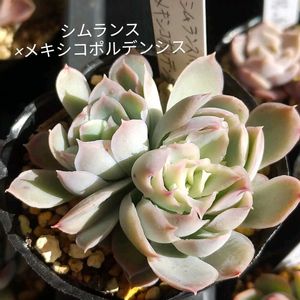 シムランス×メキシコポルデンシス,軒下の画像