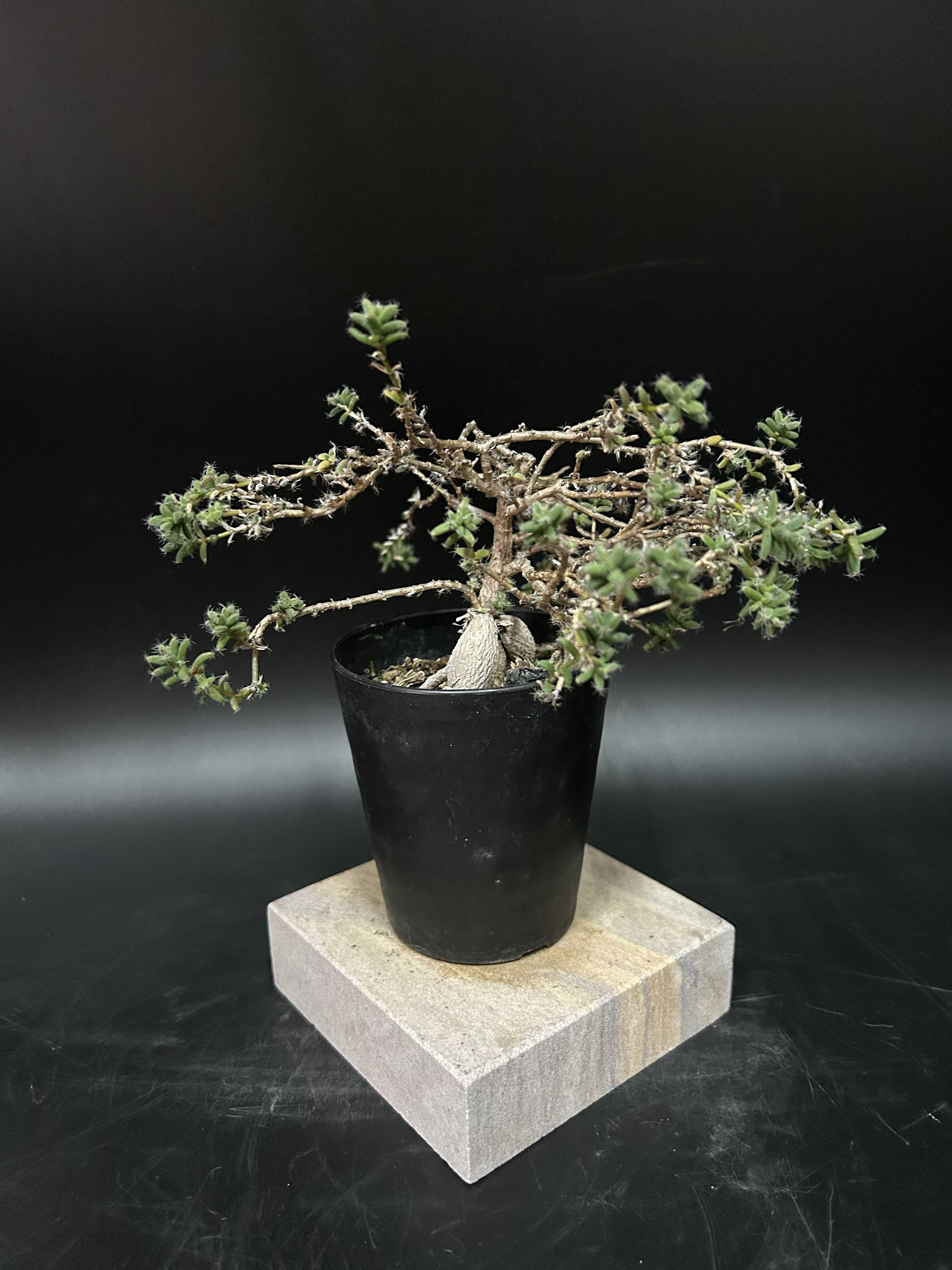 塊根植物・コーデックス｜🍀GreenSnap（グリーンスナップ）