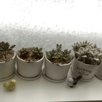 福兎耳,ゴールデンバニー,月兎耳(つきとじ),北海道,札幌の画像