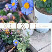 ジンチョウゲ,ポピー,ブルーデイジー,宿根ネメシア,雲間草 くもまぐさの画像