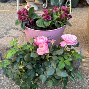 プリムラ,ミニバラ,お花,花のある暮らし,バラ・ミニバラの画像