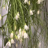 リプサリス,多肉植物,花友さんに感謝♡,中島みゆき糸つながり,愛犬ラン♡の画像