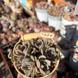 多肉,エケベリア,ノクターン,多肉植物,葉挿しの画像