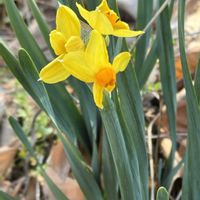 アオキ,クロッカス,クロッカス,ヤブツバキ,スイセン ペーパーホワイトの画像