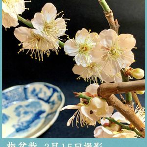 ウメ,盆栽,小品盆栽,お庭の植物,iPhone撮影の画像