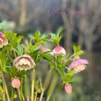 クリスマスローズ,クリスマスローズ　ウインターシンフォニー,ナチュラルガーデン,ジャンクガーデン,シェードガーデンの画像