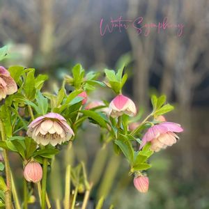 クリスマスローズ,クリスマスローズ　ウインターシンフォニー,ナチュラルガーデン,ジャンクガーデン,シェードガーデンの画像