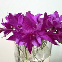 デンドロビウム,キンギアナム,デンドロビウム　縁（ゆかり）,満開を切っての画像